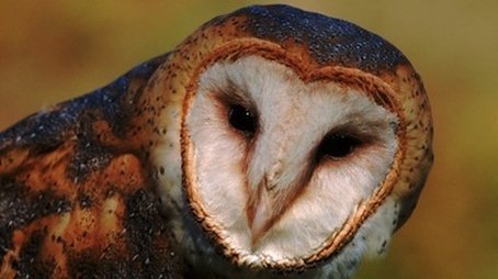 Five Owl Farm (2003) - Episode 6 poster and promotional image