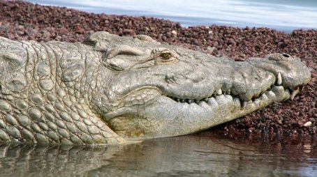 Supersize Crocs (2007) - Episode 7 poster and promotional image