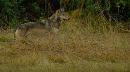 Island of the Sea Wolves Сезон 1