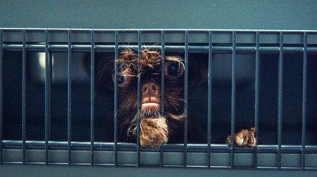 Contraband: Seized at the Airport Сезон 1