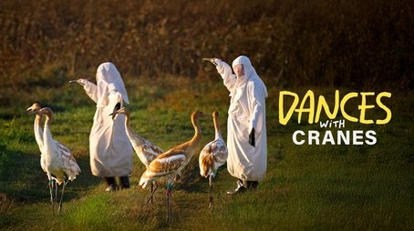 Dances with Cranes (2025) - Episode 10 poster and promotional image
