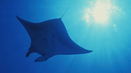 Open Ocean (2001) - Episode 3 poster and promotional image