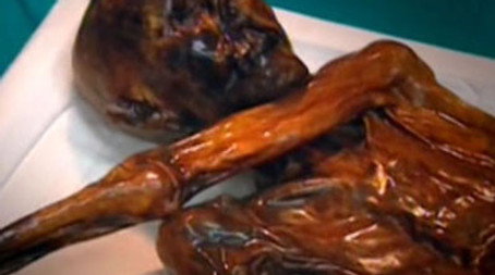 Digging for the Truth Sezóna 1