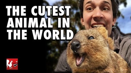 The Cutest Animal In The World (2015) - Episode 23 poster and promotional image