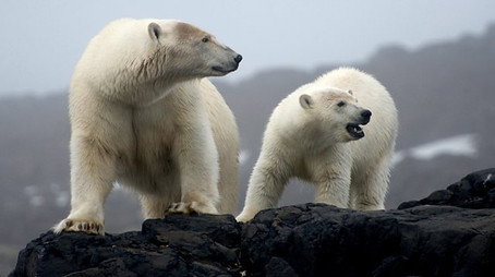 The Polar Bear Family & Me Stagione 1