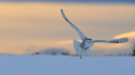 Wild Canada Сезон 1