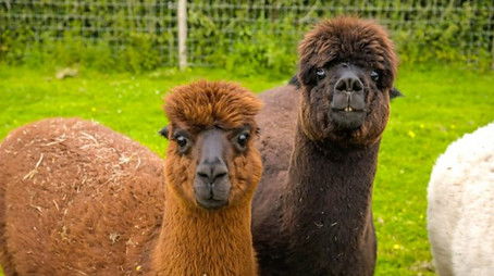 Cumbria (2021) - Episode 26 poster and promotional image