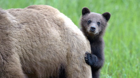 Animal Babies Stagione 1