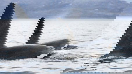 Invasion of the Killer Whales (2014) - Episode 6 poster and promotional image