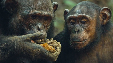 Mammals Сезон 1