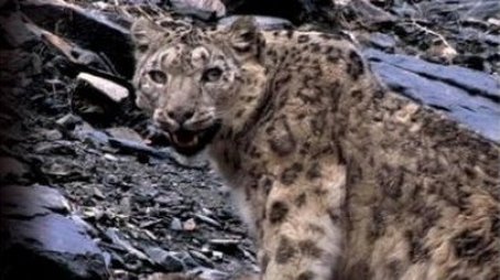 Snow Leopard - Beyond The Myth (2008) - Episode 1 poster and promotional image