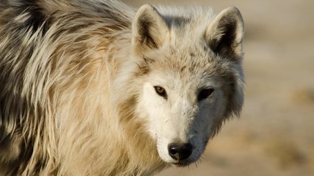 Arctic Wolf Pack (2018) - Episode 7 poster and promotional image