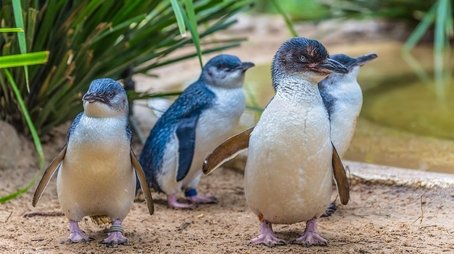 Penguins: Meet the Family (2022) - Episode 8 poster and promotional image