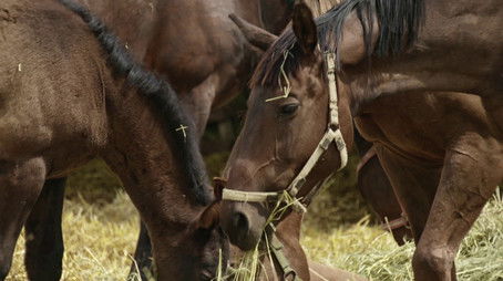 Episode 223 (2016) - Episode 223 poster and promotional image