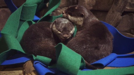 The Aquarium Stagione 1