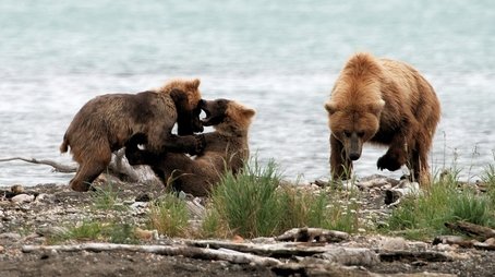 Clash: Encounters of Bears and Wolves (2010) - Episode 6 poster and promotional image