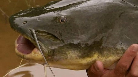 River Monsters Сезон 1