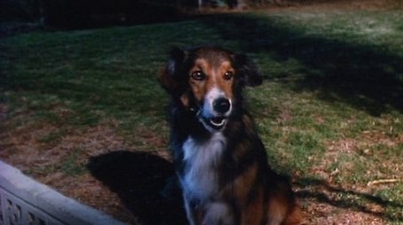 It's a Dog's Life (1989) - Episode 12 poster and promotional image