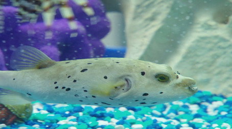Tanked Sezona 2