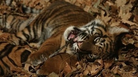 Battle to Save the Tiger (2007) - Episode 7 poster and promotional image