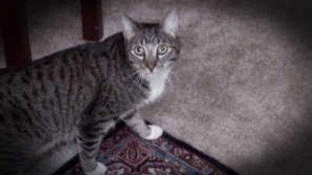My Cat from Hell Сезон 6