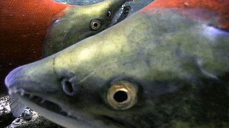 Salmon: Running the Gauntlet (2011) - Episode 13 poster and promotional image