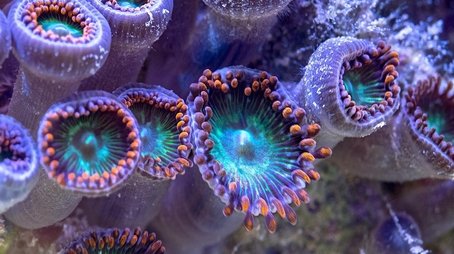 Reef Rescue (2021) - Episode 7 poster and promotional image