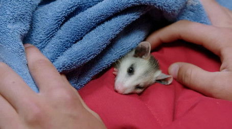 That Old Farm Magic (2020) - Episode 2 poster and promotional image