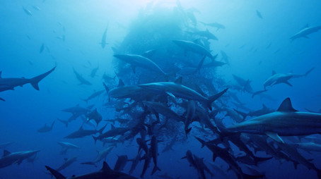 Shark Сезон 1