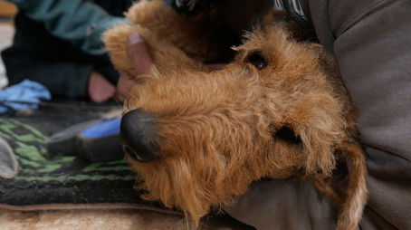 You've Goat a Friend in Me (2020) - Episode 1 poster and promotional image