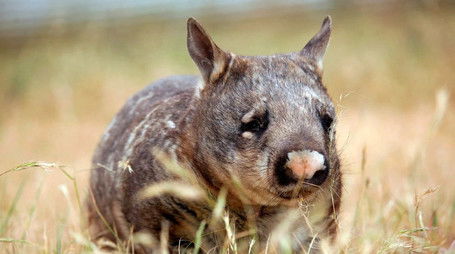 Realm of the Wombat (2014) - Episode 168 poster and promotional image