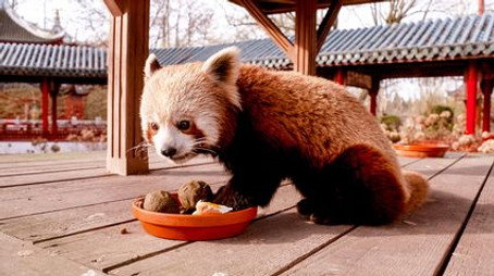 Expédition Pairi Daiza Sezóna 8