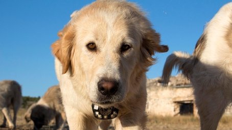 Animals with Cameras (3) (2018) - Episode 10 poster and promotional image