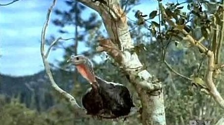 The Thanksgiving Story (1965) - Episode 10 poster and promotional image
