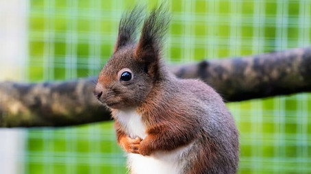 Animal Park Stagione 22