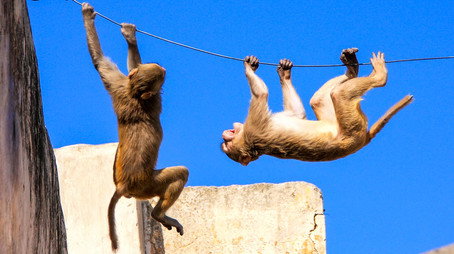 Animals Behaving Badly Sezóna 1