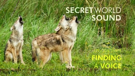 Secret World of Sound: Finding a Voice (2024) - Episode 103 poster and promotional image