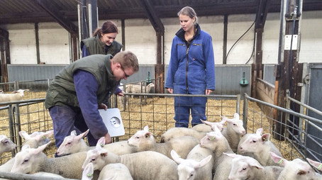 Boer zoekt Vrouw Évad 8