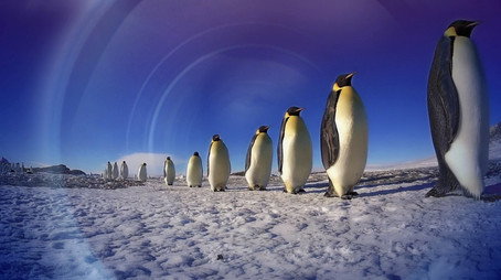 Penguins: Spy in the Huddle Évad 1