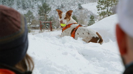 The Wizard of Paws Сезон 4