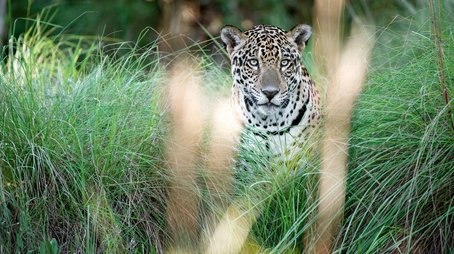 Jaguars: Brazil's Super Cats (2016) - Episode 8 poster and promotional image