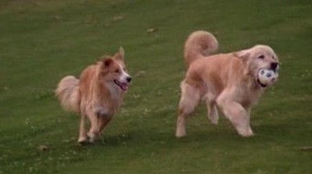 All Dogs Go to Heaven (1999) - Episode 20 poster and promotional image
