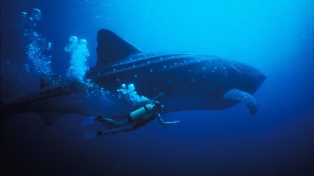 The Secret World of Sharks and Rays (1998) - Episode 2 poster and promotional image