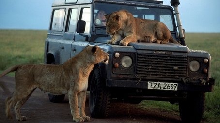 Chasing Big Cats (2004) - Episode 1 poster and promotional image