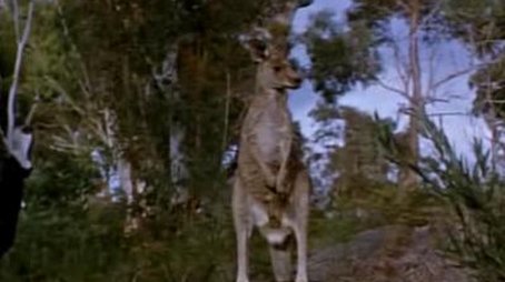 Poachers (1968) - Episode 1 poster and promotional image