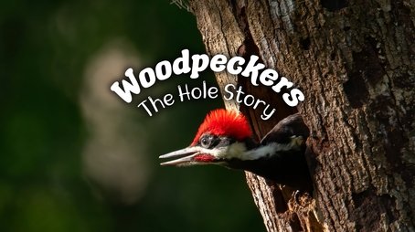 Woodpeckers: The Hole Story (2023) - Episode 12 poster and promotional image