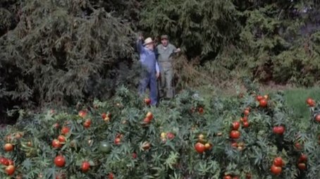 The Price of Tomatoes (1968) - Episode 25 poster and promotional image