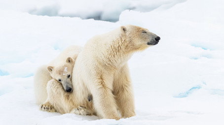 Frozen Planet II Сезон 0
