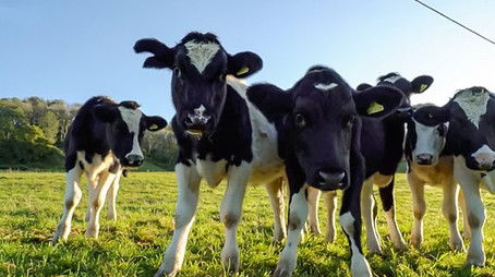 Best of Autumn (2021) - Episode 47 poster and promotional image