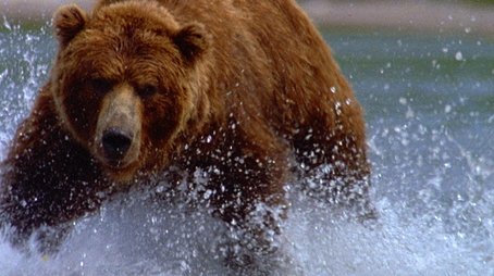 Walking with Giants: The Grizzlies of Siberia (1999) - Episode 13 poster and promotional image